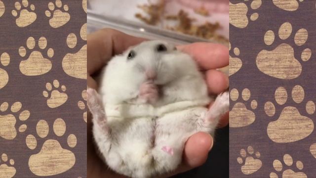 КОРОЧЕ ГОВОРЯ-ЗЛОЙ ХОМЯЧОК ТУЗЯ! Смешное видео про ДЖУНГАРИКОВ.