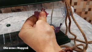 DIY/КОРМУШКА ДЛЯ ПТИЦ УДОБНАЯ ПРОСТАЯ /СВОИМИ РУКАМИ ИЗ ПЛАСТИКОВОЙ БУТЫЛИ @obovsemsmarusya