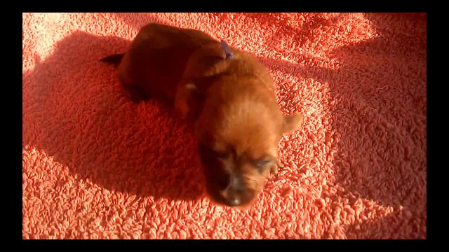 Австралийский терьер девочка сиреневая лента смотреть онлайн