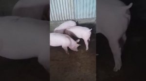 Племенные свинки породы Крупная Белая.