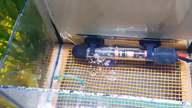 Данио GloFish на нерест (часть 1) смотреть онлайн