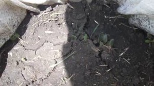 выращивание картофеля в мешках 2