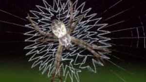 Интересные факты О Пауках {13}