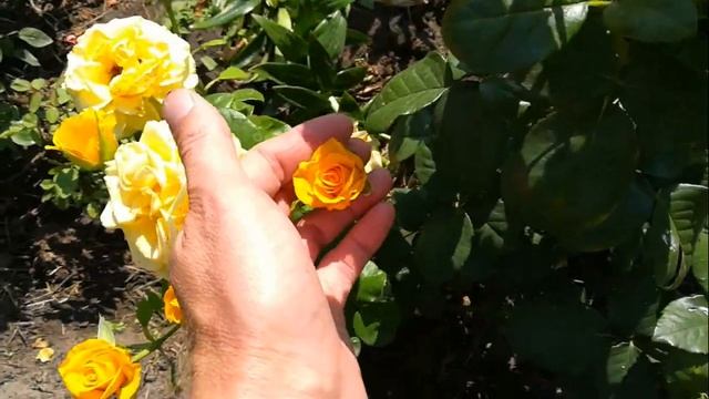 Расстояние между розами.Групповые посадки роз.Закрываем междурядья от травы. смотреть онлайн