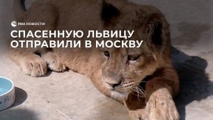 Спасенную львицу отправили в Москву