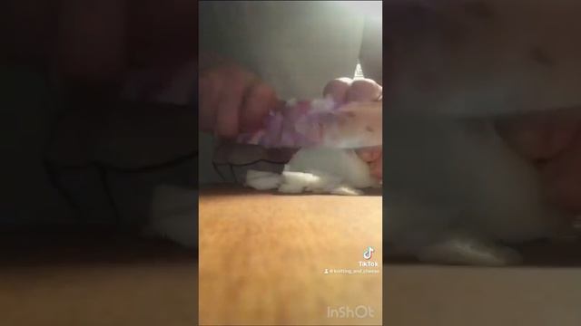 Сезон опеньків #полтавщина #українськесело #ukrainianvillage #november смотреть онлайн