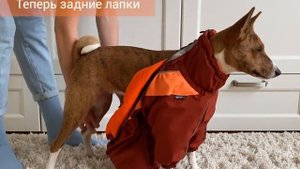 Как быстро одеть собаку
