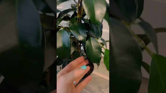 ?Фикус Бенджамина Даниэль (Ficus Danielle)