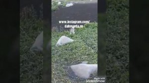 Быт таджикских чабанов на пастбище в горах.