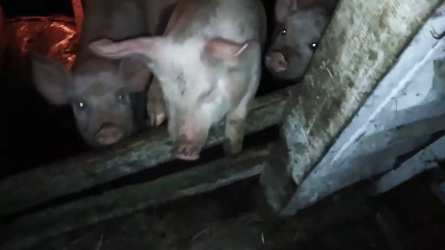 Свиноводство с нуля|холодный сарай|зимуем как можем смотреть онлайн