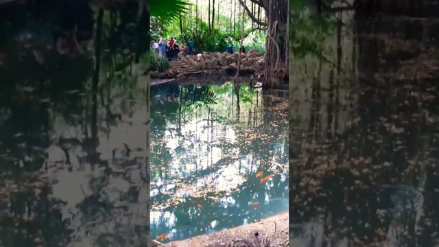 Парк Алжира Jardin d'essai du Hamma. Тысячелетние деревья Алжира. Тут снимали первый фильм "Тарзан"