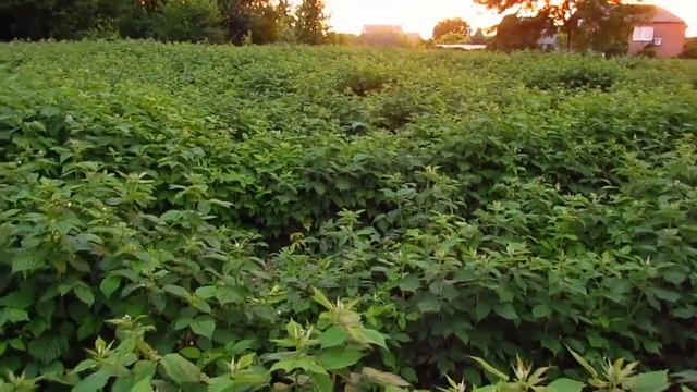 Моя Клубника и Малина (13.06.2022). смотреть онлайн