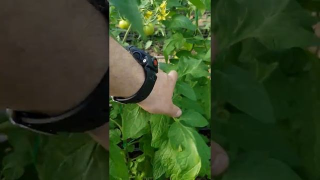 Томат Ларена F1, от компании Ривер Сидс. смотреть онлайн