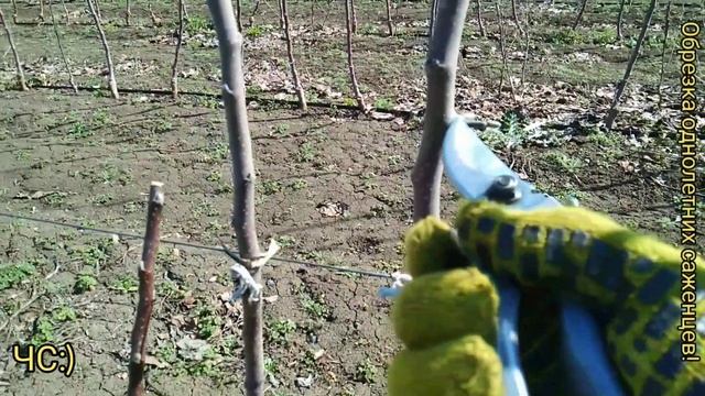 КАК ОБРЕЗАТЬ САЖЕНЦЫ? ВАЖНЫЕ ПРАВИЛА!