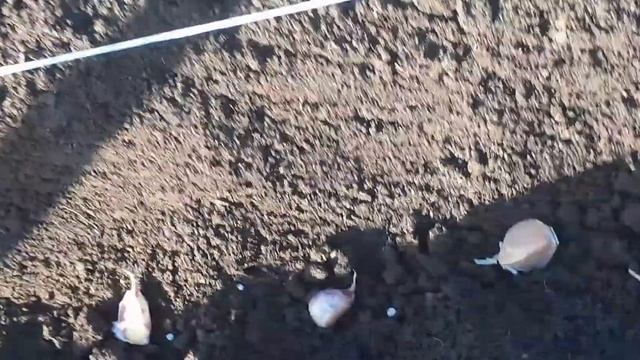 Осенняя посадка сортового чеснока "Любаша" и чеснока "Рокамболь".Удобрение для чеснока.