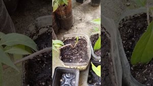 Пересадка актинидии.