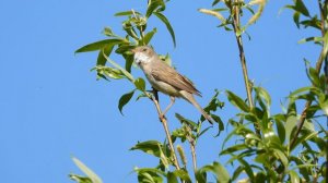 Серая Славка, наблюдение птиц в Новгородской области, Взвад, 18 мая 2023