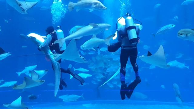 Танцы с акулами, удивительное зрелище