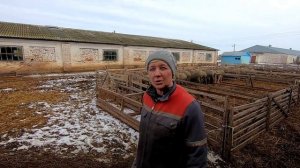 Работаю на овцеферме! У меня новый начальник! Спасаем ягнят. (7 часть)