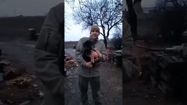 War zone gift: German Shepherd puppy. Подарок военным -- щенок немецкой овчарки.  @BaskinaFasol