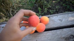 Абрикосы - Сандроп-Голдрич-Харкот-Киото-Харгранд (2017) - Агро Сад