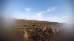 Открытие на фазана в Крыму 2020