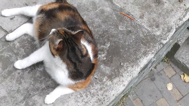 Толстый морской кот часть 2 смотреть онлайн