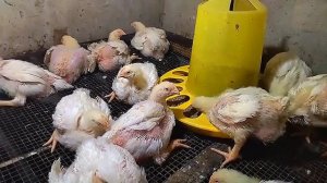 ФАНТАСТИЧЕСКИЕ ДОСТИЖЕНИЯ, ПОСЛЕ ЭТОГО! Моноспорин,  Пролам, Бацелл М, и "Славный корм"