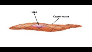 Гладкая мышечная ткань  Гистология