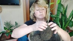 Лимон в горшке. Почему плохо растет? Часть1.