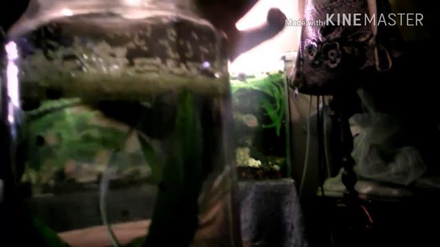 Рыбка-петушок ЗАБОЛЕЛА!? / Что делать? / Мой аквариум / Poli Pets смотреть онлайн