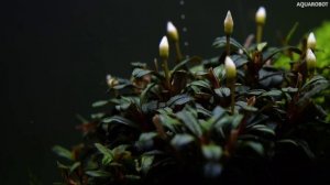 Буцефаландра Mini Coin | (Bucephalandra sp. "mini coin")