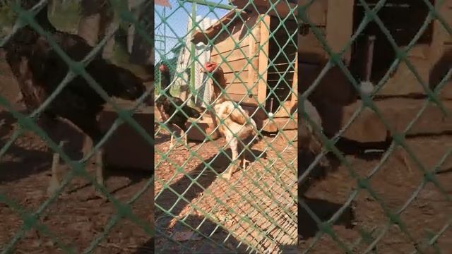 ЧУ ШАМО завезен с Германии смотреть онлайн