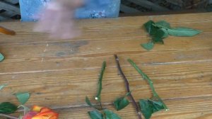 КАК ЧЕРЕНКОВАТЬ РОЗЫ ИЗ БУКЕТА ТАК, ЧТОБЫ ОНИ ТОЧНО ПРИЖИЛИСЬ!