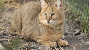 Камышовый кот - интересные факты