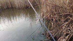 Мормышинг.Ловля карася на спиннинг, весной.Гаммарус .01-0.6гр.