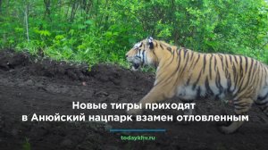 Новые тигры приходят в Анюйский нацпарк взамен отловленным