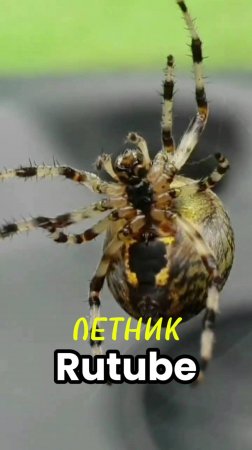 Изучение английского по рассказам. Do you like insects?