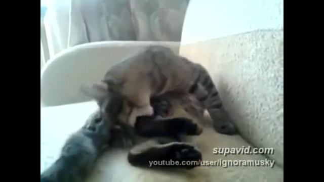 Милые котики