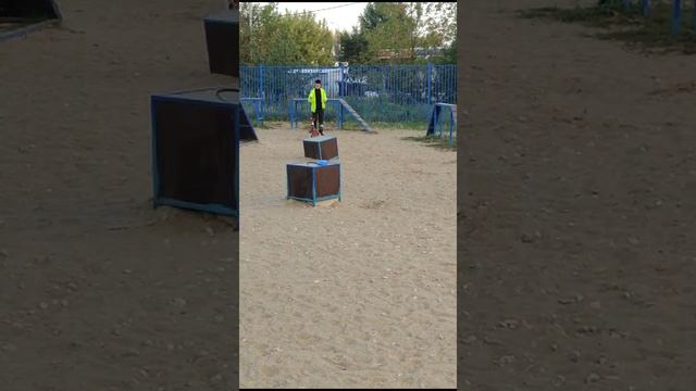 Дрессировка собаки Басенджи номер "4". смотреть онлайн