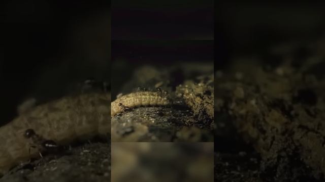 Зачем они кормят ее своим потомством? смотреть онлайн