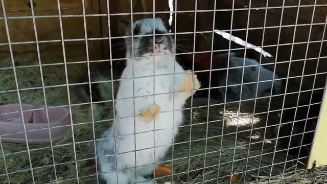 Миша и Полина в контактном зоопарке смотреть онлайн