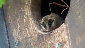 Лесная соня - FOREST DORMOUSE (Dryomys nitedula)