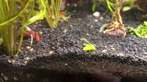 Как размножается Апоногетон