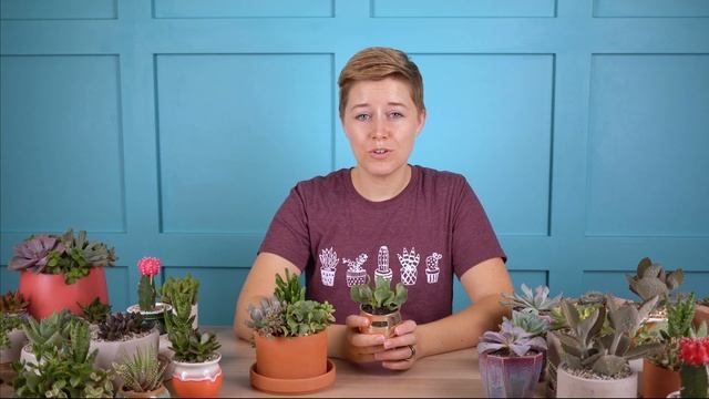 Crassula arborescens undulatifolia "Ripple Jade" is great in arrangements смотреть онлайн