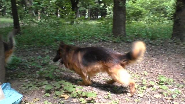 Длинношерстные Немецкие Овчарки Дольф и Дэбра Щенки родились New litter!