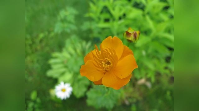 Дача - 2017 г. Лишь утром ранним солнце глянет и другие песни на мои стихи. смотреть онлайн