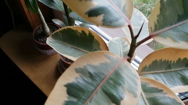 Фикус вариегатный каучуконосный Эластика (Ficus elastica)