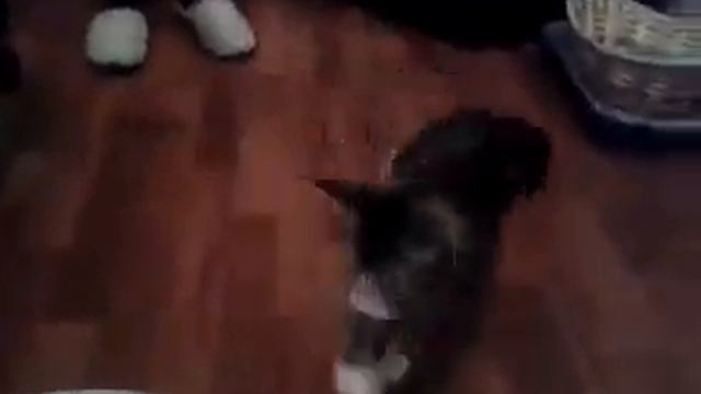 Базилик и тазик смотреть онлайн