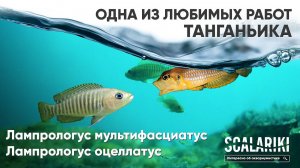 Ракушковые. Одна из моих любимых работ. Лампрологус Мультифасциатус и Лампрологус Оцеллатус